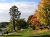 16_03803 Herbststimmung am Stadtpark See - zwei Joggerinnen laufen am Seeufer, eine Spaziergngerin geht mit ihrem Hund in der Morgensonne, die auf die herbstlich gefrbten Bume auf der Wiese scheint. Unter den Bumen liegen die gelben und rost-roten Herbst-Bltter.  www.christoph-bellin.de