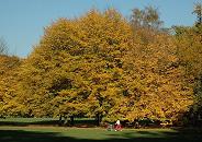 16_03807 bei strahlendem Sonnenschein und blauem Herbsthimmel schiebt eine junge Mutter ihre Kinderkarre ber eine Wiese - die vielen Buchen im Park haben ihre Bltter herbstlich gefrbt und unter den Bumen liegt das gelbe Herbstlaub.  www.christoph-bellin.de