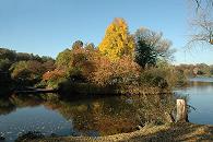 16_03809 Blick vom Seeufer des Stadtparksees zur Liebesinsel im Herbst - auf der Insel zeigen die Bume ihre herbstliche Pracht mit ihren goldenen und rot- braunen Blttern. Auch am anderen Seeufer im rechten Hintergrund sind die Herbstfarben des Hamburger Stadtparks zu erkennen.   www.christoph-bellin.de