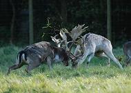 16_03830  Herbst im Niendorfer Gehege, Hirschbrunft bei dem Damwild; zwei Damhirsche kmpfen um die Vorherrschaft im Rudel. Die mchtigen Schaufelgeweihe der Hirsche sind ineinander verhakt - das Gras wird vom den kmpfenden Tieren aufgewirbelt. Eine Hirschkuh steht anscheinend desinteressiert neben dem Kampfplatz. www.christoph-bellin.de