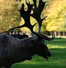 16_03831  ermattet steht ein Damhirsch nach dem Kampf auf der Wiese; seine mchtiges Schaufelgeweih hebt sich als Silhouette deutlich vor dem herbstlichen gefrbten Hintergrund der Bume vom Niendorfer Gehege ab.  www.christoph-bellin.de