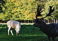 16_03832  eine weisse Hirschkuh von der Damwild - Herde im Niendorfer Gehege st auf der Wiese - der Platzhirsch schaut ihr dabei zu - im Hintergrund der Zaun, der das Wildgehege vom Niendorfer Wald abtrennt; die grossen Bume beginnen ihre Herbstfrbung anzunehmen.  www.christoph-bellin.de