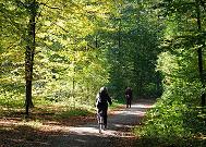 16_03833  Frühherbst im Niendorfer Wald - die Herbstsonne scheint durch die schon leicht verfärbten Zweige den Niendorfer Naherholung-Waldes; schon liegt braunes Laub auf dem Waldboden. Eine Fahrradfahrerin und Spaziergängerin auf dem Waldweg.  ©www.christoph-bellin.de