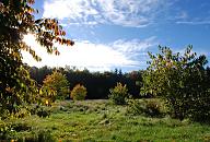 16_03837  herbstliche Wiese im Niendorfer Gehege - die niedrig stehende Herbstsonne strahl durch das rötliche, rotbraune Herbstlaub eines Strauchs - am blauen Himmel sind nur einige Wolken zu erkennen.  ©www.christoph-bellin.de