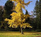 16_03839  ein Ginko-Baum in einem Hamburger Park hat seine Blätter in ein strahlendes Gelb herbstlich verfärbt. Das Gras unter dem Baum ist schon mit seinem abgefallenem Laub bedeckt - der Baum glänzt fast golden in der Herbsonne.  ©www.christoph-bellin.de