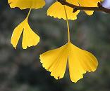 16_03840  Detailansicht von Herbst-Blättern des Ginko-Baumes; sie haben sich golden-gelb verfärbt und werden bald vom Baum fallen. Der Ginkobaum wird als "lebendes Fossil" bezeichnet, da er sich seit Millionen von Jahren kaum verändert hat.   ©www.christoph-bellin.de