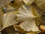 16_038141  Das abgefallene Laub des Ginkobaums liegt auf dem Boden, es hat seine Frbung verloren. Dicke Tropfen von Morgentau liegen auf dem Herbstlaub.  www.christoph-bellin.de