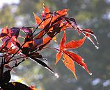 16_038143  bräunlich verfärbte Blätter eines japanischen Fächerahorns im Gegenlicht - auf dem Laub liegt noch der Morgentau, der in der Sonne glänzt.   ©www.christoph-bellin.de