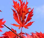 16_038144  das krftige Herbst-Rot eines japanischen Fcherahorn hebt sich kontrastreich vom blauen Himmel ab. Die Spitzen der Bltter werden schon brunlich, der Herbst hat begonnen.  www.christoph-bellin.de