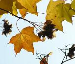 16_038145  die gezackten Blätter des Ahorns werden rötlich-gelb; dicht hängen die Früchte des Ahornbaumes zusammen und werden bald zu Boden fallen.  ©www.christoph-bellin.de