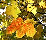 16_038146  die gelben Blätter des Ahorns färben sich rötlich, der Baum hat seine Früchte schon abgeworfen, die leeren Stängel hängen zwischen den Blättern.  ©www.christoph-bellin.de