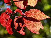 16_038148  die roten herbstlichen Laubbltter sind in Gegenlicht fast durchsichtig - die Mittelrippen und Seitenrippen sowie die netzartig verbundenen Leitbndel sind sehr gut zu erkennen.  www.christoph-bellin.de