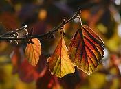 16_038149  die Blätter eines Strauchs haben ihre Herbstfarben angenommen.  ©www.christoph-bellin.de