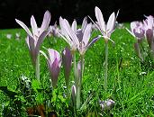 16_038150  Herbstzeitlose ( Colchicum autumnale ) auf einer Wiese in Blte - sehr gut sind die Bltenrhren zu erkennen auf der die hell violettfarbene Blte sitzt.  www.christoph-bellin.de