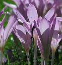 16_038151  neben den Samen sind die Blten der Herbst-Zeitlosen ( Colchicum autumnale ) giftig, sie enthalten das Gift Colchicin - allerdings werden sie werden auch als Heilpflanze gegen Gicht und Rheuma genutzt;  die Herbstzeitlose blht bis in den Oktober hinein, was der Pflanze ihren Namen gegeben hat. www.christoph-bellin.de