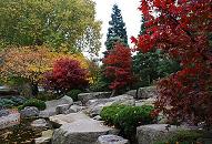 16_038153  japanischer Garten in Planten un Blomen - die Bltter der japanische Fcherahorne haben ihre tiefrote Herbstfrbung angenommen. Das Laub von Struchern und Bumen ist gelb geworden; abgefallene Bltter schwimmen im Wasser der Hamburger Gartenanlage  www.christoph-bellin.de