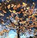 16_038154  Herbstlaub schwimm im Wasser - ein grosser Ahornbaum mit gelben Blättern spiegelt sich. ©www.christoph-bellin.de