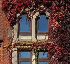 16_038159  Weinlaub im Herbst an einer Hausfassade in der Hamburger Speicherstadt. Tief Dunkelrot sind die Blätter der Kletterpflanze, die sich um die historischen Fenster vom Verwaltungsgebäude ranken.    ©www.christoph-bellin.de