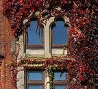 16_038159 Weinlaub im Herbst an einer Hausfassade in der Hamburger Speicherstadt. Tief Dunkelrot sind die Bltter der Kletterpflanze, die sich um die historischen Fenster vom Verwaltungsgebude ranken.   www.christoph-bellin.de