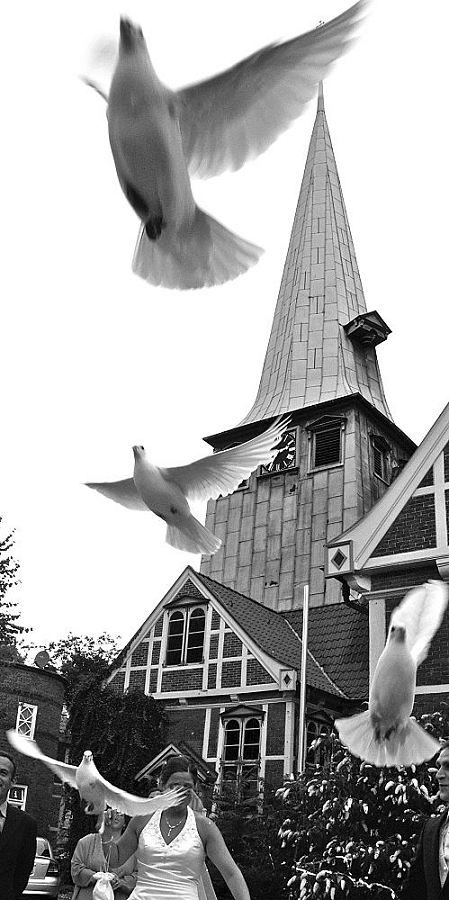 Bilder Hochzeitskirche Bezirk Hamburg Bergedorf  17_21481 Um dem Hochzeitspaar vor der Bergedorfer Kirche Glck fr ihre Ehe zu wnschen werden weisse Tauben in die Freiheit gelassen. Sie fliegen vor der Fachwerkkirche aus ihrem Kfig in die Luft. www.hamburg-fotograf.com