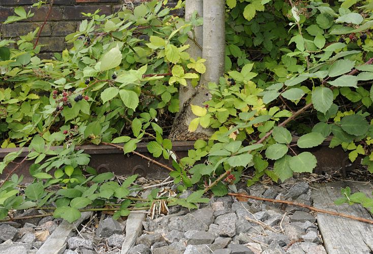 Hamburg Fotos - Bilder aus dem Bezirk Bergedorf - berwuchte Gleisanlage   Die Gleisanlage am ehemaligen Bergedorfer Bahnhof Sd ist von Brombeerstruchern berwuchert, die Brombeerfrchte glnzen schwarz in der Sonne - ein junger Baum wchst zwischen Bahnsteigmauer und Bahngleis. Die Holzschwellen des Bahngleises sind schon teilweise zerfallen. 