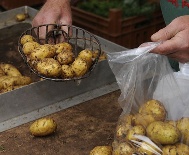 Fotografien vom Wochenmarkt in Bergedorf - frische Kartoffeln, Vierlande  Die Vierlande gehren zum Bezirk Bergedorf und bestehen aus den Orten Kirchwerder, Neuengamme, Altengamme und Curslack - die Gegend wird als der Gemsegarten / Blumengarten Hamburgs bezeichnet - die Bauern verkaufen ihre Erzeugnisse hufig auch direkt u.a. auf dem Bergedorfer Wochenmarkt. An einem Marktstand werden gerade frische neue Kartoffeln fr eine Kundin in die Tte gefllt.