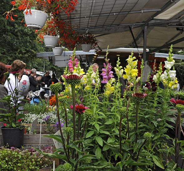 Hamburg Fotos - Blumenstand Bergedorfer Wochenmarkt  Marktstand mit Vierlnder Pflanzen und Blumen auf dem Wochenmarkt von Hamburg Bergedorf.  Die Vierlande gehren zum Bezirk Bergedorf und bestehen aus den Orten Kirchwerder, Neuengamme, Altengamme und Curslack - die Gegend wird auch als der Blumengarten und Gemsegarten Hamburgs bezeichnet. 