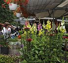 17_21545Marktstand mit Vierlnder Pflanzen und Blumen auf dem Wochenmarkt von Hamburg Bergedorf.  Die Vierlande gehren zum Bezirk Bergedorf und bestehen aus den Orten Kirchwerder, Neuengamme, Altengamme und Curslack - die Gegend wird auch als der Blumengarten und Gemsegarten Hamburgs bezeichnet.  www.hamburg-fotograf.com