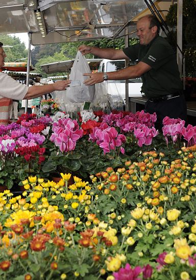 Am Marktstand mit Blumen aus den Vierlanden verkauft der Blumenhändler u. a. Alpenveilchen und Chrysanthemen, die aus seiner eigenen Gärtnerei stammen. Er überreicht einer Kundin gerade eine Tüte mit Pflanzen - sie gibt ihm das Geld für die Ware.  Hamburg Bilder - Alpenveilchen + Cysanthemen