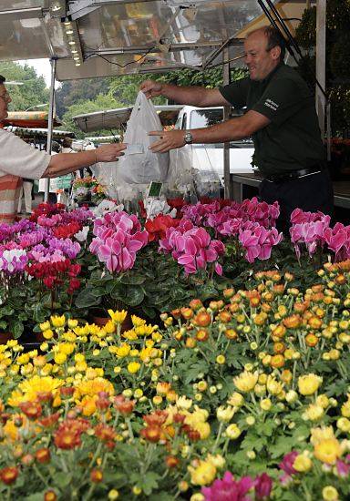 Am Marktstand mit Blumen aus den Vierlanden verkauft der Blumenhndler u. a. Alpenveilchen und Chrysanthemen, die aus seiner eigenen Grtnerei stammen. Er berreicht einer Kundin gerade eine Tte mit Pflanzen - sie gibt ihm das Geld fr die Ware.  Hamburg Bilder - Alpenveilchen + Cysanthemen