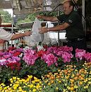 17_21546 Am Marktstand mit Blumen aus den Vierlanden verkauft der Blumenhändler u. a. Alpenveilchen und Chrysanthemen, die aus seiner eigenen Gärtnerei stammen. Er überreicht einer Kundin gerade eine Tüte mit Pflanzen - sie gibt ihm das Geld für die Ware.  ©www.hamburg-fotograf.com