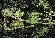 17_21553 Uferbereiche der Bille sind bei Hochwasser überschwemmt und bieten so der Tier und Pflanzenwelt ein wichtiges Ökosystem. Umgestürzte Baumstämme liegen im Wasser der Bille und vermodern, ein anderer Stamm ragt vom Flussufer über das Wasser und spiegelt sich darin. ©www.hamburg-fotograf.com