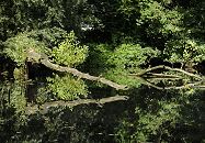 17_21553Uferbereiche der Bille sind bei Hochwasser berschwemmt und bieten so der Tier und Pflanzenwelt ein wichtiges kosystem. Umgestrzte Baumstmme liegen im Wasser der Bille und vermodern, ein anderer Stamm ragt vom Flussufer ber das Wasser und spiegelt sich darin. www.hamburg-fotograf.com