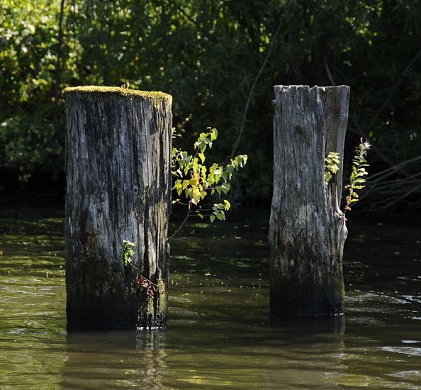 der Hamburger Bezirk in Bildern - alte Holzdalben in der Dove-Elbe11_21580 Morsche Holzdalben im Wasser der Doveelbe; die Holzpfhle, an dem Schiffe festmachen konnten oder den Uferbereich schtzten sind mit Moos bewachsen, eine kleine Birke und andere Grnpflanzen wachsen aus dem alten Holzstamm.