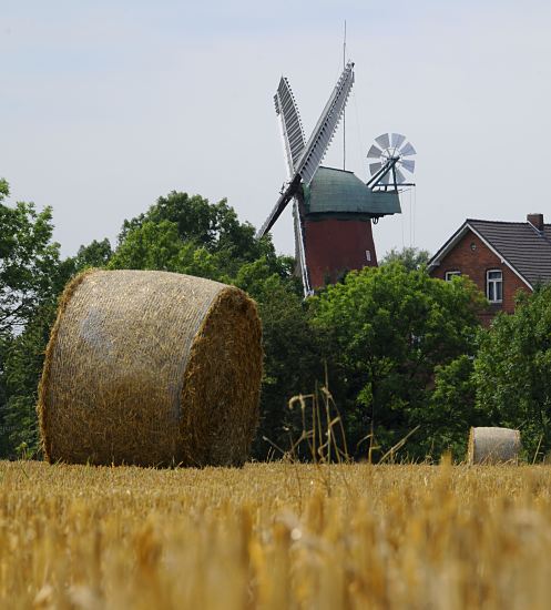 Sommerfotos von Hamburg -  Strohballen und Windmhle  Ein Kornfeld im Hamburger Stadtteil Reitbrook, Bezirk Bergedorf  ist abgeerntet - das Stroh ist zu runden Ballen gepresst, die bei der Strohbergung einen einfacheren Abtransport gewhrleisten. Im Hintergrund die Flgel und Windrose der historischen Reitbrooker Wind- mhle. Die Galeriehollnderwindmhle wurde  ursprnglich 1773 errichtet und nach einem Brand 1870 neu erbaut. 