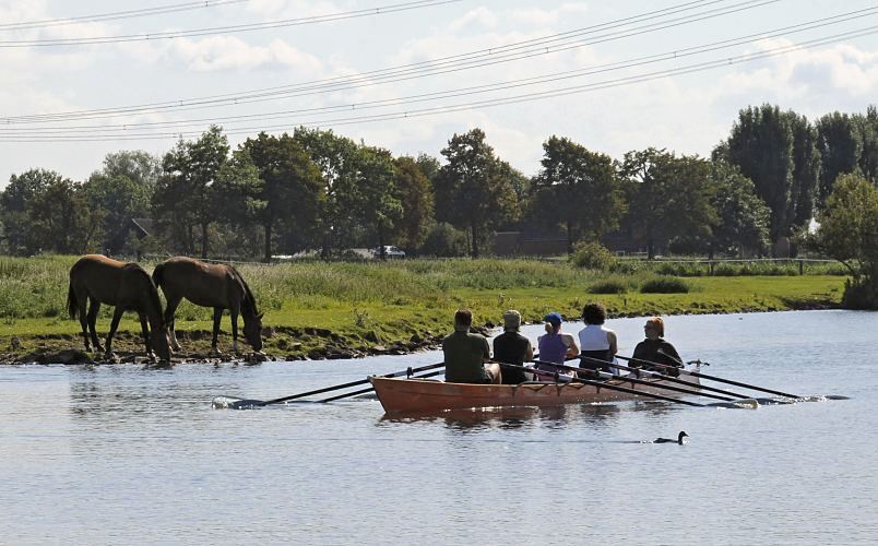 Fotos aus den Bezirken Hamburgs : Bergedorf; Doppelvierer mit Steuermann, Dove - Elbe  Die Dove Elbe verluft durch den Hamburger Bezirk Bergedorf - der Fluss ist ein 18 km langer Nebenarm der Elbe, der schon 1438 mit Deichen und Aufschttungen von der Elbe abgetrennt wurde. Dadurch ist die Dove-Elbe ein sehr ruhiges und idyllisches Gewsser, das ideal fr den Wassersport geeignet ist. Ein Ruderboot fhrt auf dem Fluss - der Doppelvierer mit Steuermann (Steuerfrau?) fhrt gerade an einer Wiese vorbei, auf der zwei Pferde stehen, die aus dem Wasser der Elbe trinken; ein Blesshuhn flchtet vor den Skulls.