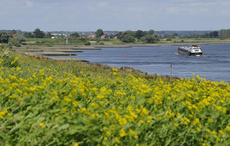 Blick vom Neuengammer Hauptdeich im Hamburger Stadtteil Altenwerder, Bezirk Bergedorf. Ein Binnenschiff fhrt auf der Elbe Richtung Schleuse Geesthacht; auf dem Hamburger Elbdeich blhen gelbe Blumen - Steinbuhnen ragen in das Wasser. Die Elbebuhnen haben den Zweck die Fliessgeschwindigkeit im Fahrwasser der Elbe zu erhhen und dadurch auch das Versanden zu reduzieren. In der Bildmitte eine rote Tonne, die dem Schiffsverkehr zu benutzende Fahrwasser auf der Elbe das signalisiert  Fotos vom Elbdeich bei Hamburg - Binnenschiff auf der Elbe, Steinbuhnen am Elbufer  Fotos vom Elbdeich bei Hamburg - Binnenschiff auf der Elbe, Steinbuhnen am Elbufer