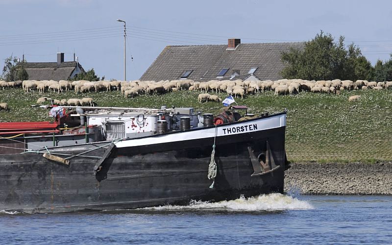 Bug vom Binnenschiff Thorsten in Fahrt auf der Elbe Richtung Schleuse Geesthacht. Eine Herde Schafe steht auf dem Deich und grast - dahinter sind die Dcher der Huser zu erkennen. Hamburg Bilder von der Elbe im Bezirk Bergedorf - Binnenschiff, Schafe  auf dem Deich.