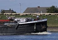 17_21609 Bug vom Binnenschiff Thorsten in Fahrt auf der Elbe Richtung Schleuse Geesthacht. Eine Herde Schafe steht auf dem Deich und grast - dahinter sind die Dcher der Huser zu erkennen. www.hamburg-fotograf.co