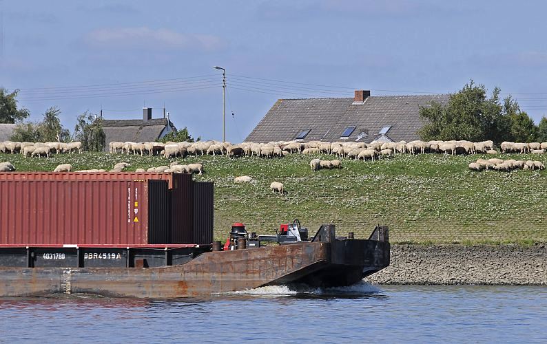 Bug eines Leichters, der Container geladen hat - das Binnenschiff fhrt mit seiner Ladung elbaufwrts. Schafe grasen auf dem Deich - Bauernhuser stehen hinter der Wasserschutzanlage. Die Hamburger Elb-Deiche haben eine Hhe zwischen 8,45 Meter und 8,80 Meter. Hamburger Motive - Hamburg an der Elbe, Schubleichter mit Container - Binnenschifffahrt