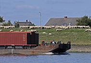 17_21611 Bug eines Leichters, der Container geladen hat - das Binnenschiff fhrt mit seiner Ladung elbaufwrts. Schafe grasen auf dem Deich - Bauernhuser stehen hinter der Wasserschutzanlage. Die Hamburger Elb-Deiche haben eine Hhe zwischen 8,45 Meter und 8,80 Meter. www.hamburg-fotograf.com