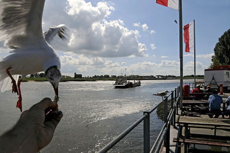 Der Fhranleger beim Zollenspieker ist ein beliebtes Ausflugsziel an der Elbe in den Hamburger Vierlanden. Touristen sitzen am Anleger und beobachten die Fhre, die gerade vom niederschsischen Hoopte kommt. Eine hungrige Mwe wird gefttert; sie nimmt gerade mit ihrem Schnabel das Brot aus der Hand.  Hamburg - Bilder,  Fhranleger am Kirchwerder Zollenspieker, Ftterung Mwe an der Elbe