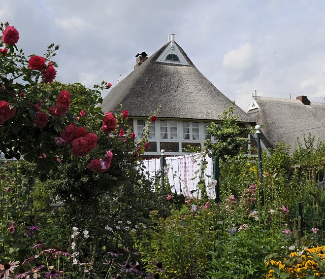 Bauerngarten mit einem Rosenstrauch und Stockrosen in den Bergedorfer Vierlanden. Wsche hngt in der Sonne an der Leine zum Trocknen; das Fachwerkhaus ist mit Reet gedeckt - in den Fenster hngen weisse Gardinen  Fotografie aus Hamburg Bergedorf - Vierlande; Bauerngarten, Reetdachhaus