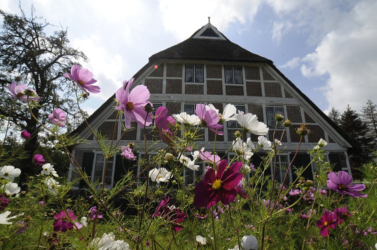 Bunte Anemonen stehen im Vorgarten des alten Bauernhauses in den Bergedorfer Vier- und Marschlanden. Das Fachwerk ist geweisst, in dem Querbalken ber den Fenstern ist der Hausspruch des Bauherrn geschnitzt  Fotos von Bauernhusern im Hamburger Bezirk Bergedorf - Bauerngarten, Anemonen