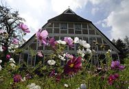 17_21629 Bunte Anemonen stehen im Vorgarten des alten Bauernhauses in den Bergedorfer Vier- und Marschlanden. Das Fachwerk ist geweisst, in dem Querbalken ber den Fenstern ist der Hausspruch des Bauherrn geschnitzt. www.hamburg-fotograf.com