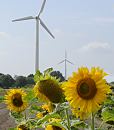 17_21650 Sonnenblumen blhen auf einem Feld in den Hamburger Vier- und Marschlanden. Im Hinter- grund die Rotorbltter von Windkraft - Anlagen. www.hamburg-fotograf.com