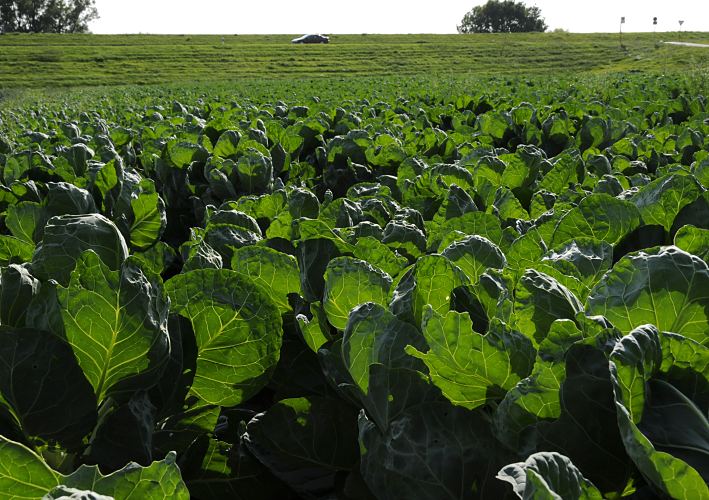 Kohlfeld in den Vierlanden; die Vier- und Marschlande sind der Gemse- und Blumengarten Hamburgs. Die landwirtschaftlichen Produkte werden in den Hallen des Obst- und Gemsegrossmarktes oder auch auf den Wochenmrkten verkauft. Im Hintergrund des Bildes fhrt ein PKW auf der Strasse am Deich - dahinter fliesst die Elbe. Fotos aus dem Blumen- und Gemsegarten Hamburgs - Kohlfeld am Elbdeich   