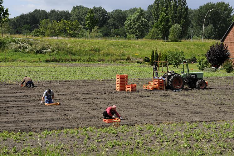 junge Salatpflanzen werden von Hand auf einem Feld in Hamburg Moorfleet gesetzt - die Feldarbeiter knien vor den Kisten mit den jungen Kulturpflanzen und setzen sie in den vorbereiteten Boden. Ein Trecker steht mit weiteren Setzlingen bereit  Hamburgfotos aus dem Gemseanbaugebiet Vier- und Marschlande Bezirk Bergedorf   