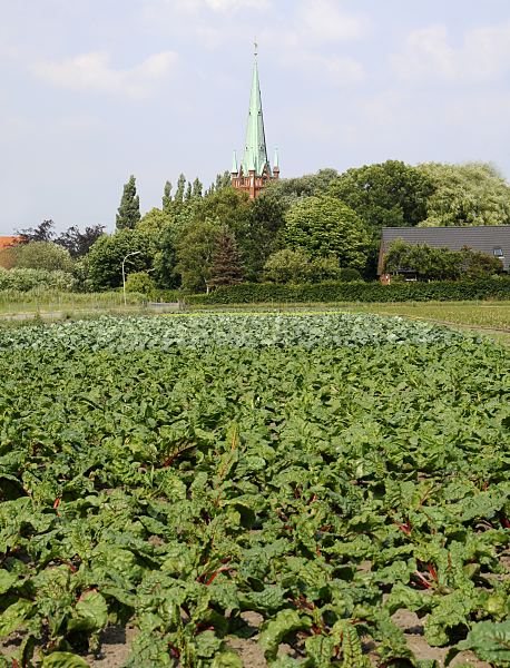 Hamburgbilder aus dem Bezirk Bergedorf / Moorfleet     Gemüsefeld in Hamburg Moorfleet - verschiedene Gemüse- und Salatpflanzen auf einem Feld in Hamburg Moorfleet - im Hintergrund der Kirchenturm der Moorfleeter