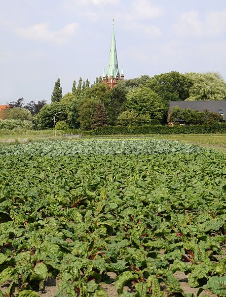 Hamburgbilder aus dem Bezirk Bergedorf / Moorfleet     Gemsefeld in Hamburg Moorfleet - verschiedene Gemse- und Salatpflanzen auf einem Feld in Hamburg Moorfleet - im Hintergrund der Kirchenturm der Moorfleeter